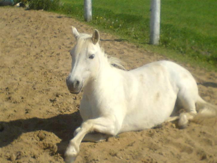 Welsh Mountain (sec A) Isabella - 5 *Billederne må ikke bruges til netsider, uden at spørge mig først* FOTO: Mig billede 5