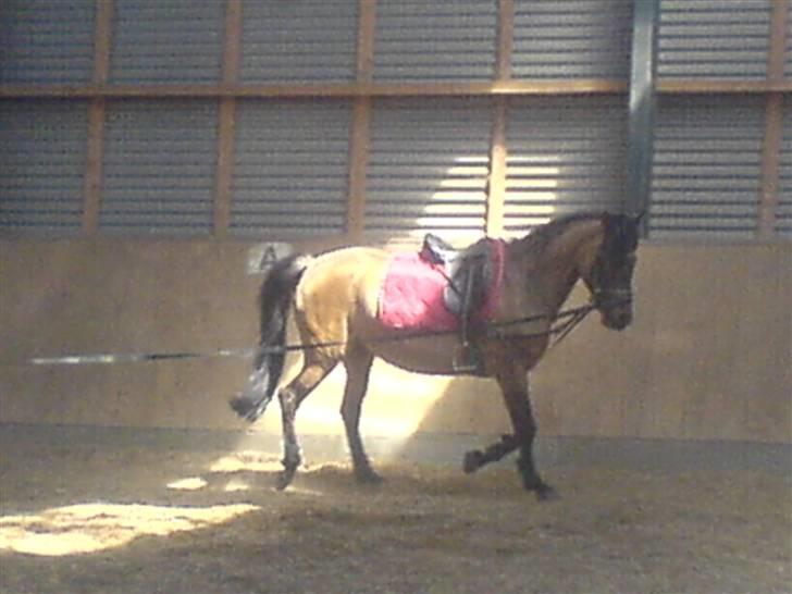 Konik Polski Lava (Gammel Part) - Hun kan godt nok :) billede 6