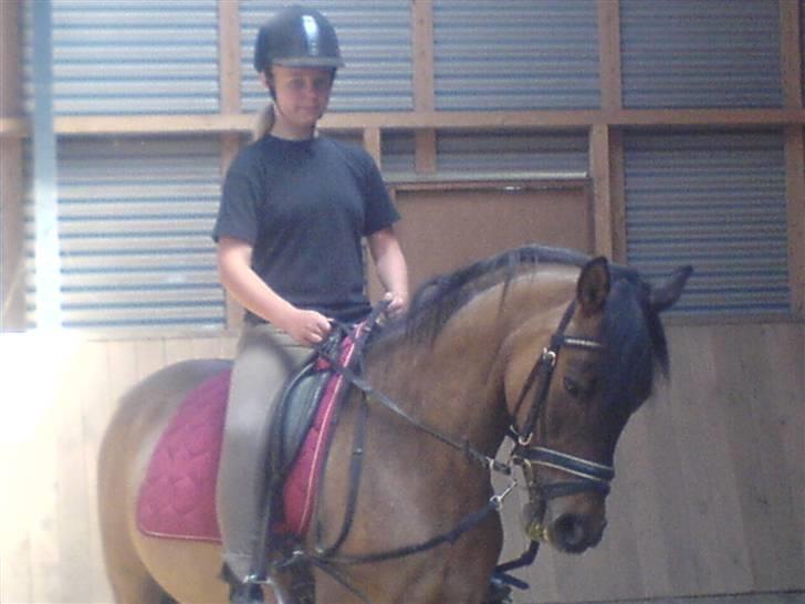 Konik Polski Lava (Gammel Part) - Hun er så dygtig :) billede 7