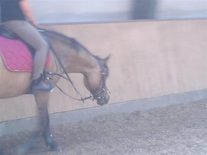 Konik Polski Lava (Gammel Part) - Det var dejligt :) billede 8