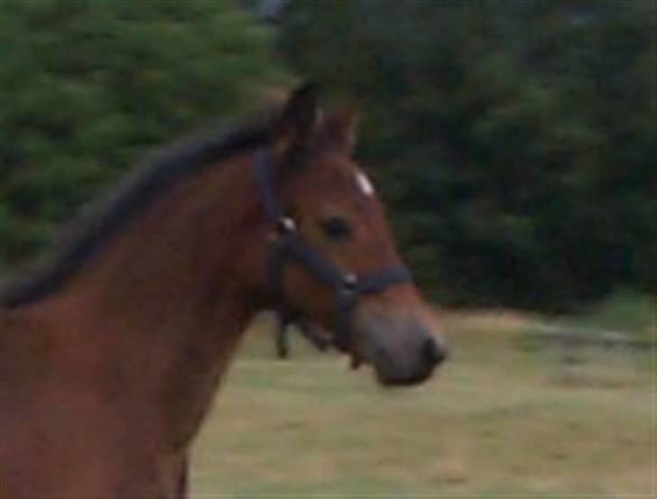 New Forest Freiser - Lige et lille billede fra da, han var mindre.. <3 billede 7