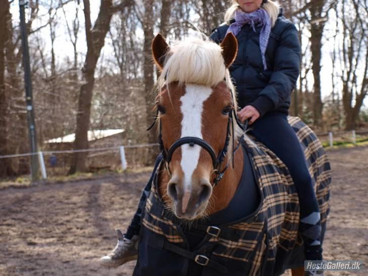 Haflinger Dreams Archi - fordi du er den mest savnede ! ;/  billede 20