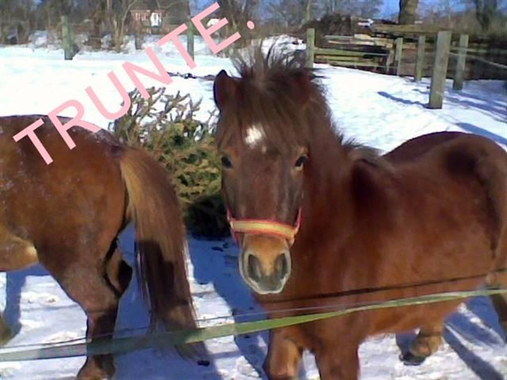 Shetlænder Kærbygaards Nuggi *Trunte - TRUNTE.  billede 12