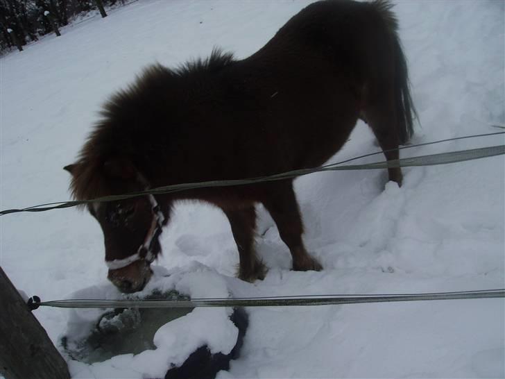 Shetlænder Kærbygaards Nuggi *Trunte - IS på vand.. hm  hvad er det for noget sarah?:) billede 13