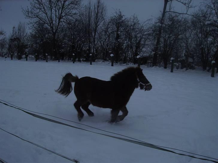 Shetlænder Kærbygaards Nuggi *Trunte - LØB,LØB,LØB min mor kommer?:D billede 14