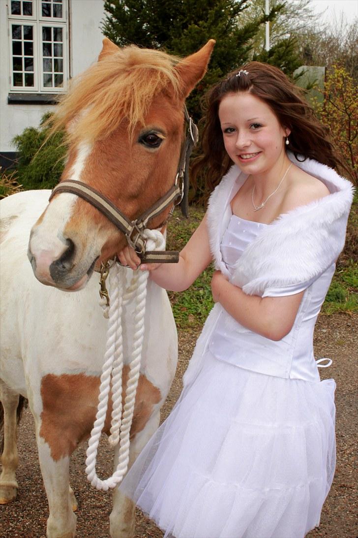 Welsh Mountain (sec A) Sasia(Pølle) SOLGT - Konfirmation på hindsgavl, men inden op til pølle & havde taget nogle små billeder til minde, jeg elsker dig sasia! :) billede 5