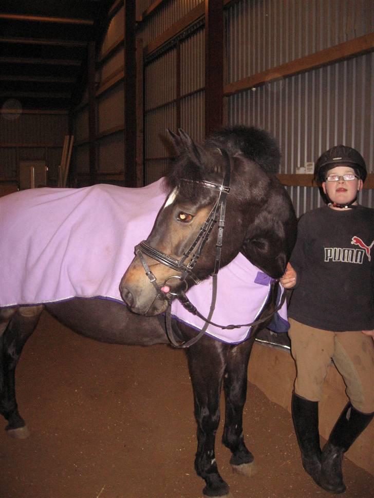 New Forest belina billede 8