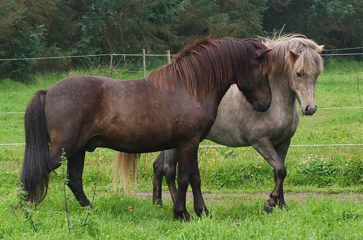 Islænder Lysingur*SOLGT* billede 6