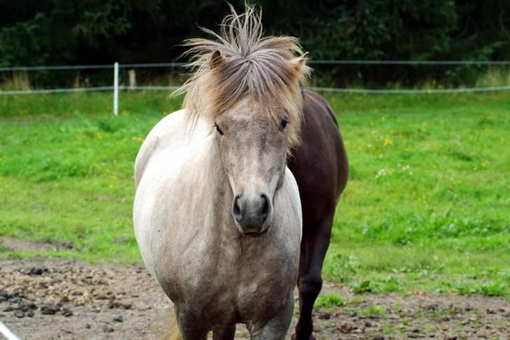 Islænder Lysingur*SOLGT* billede 7