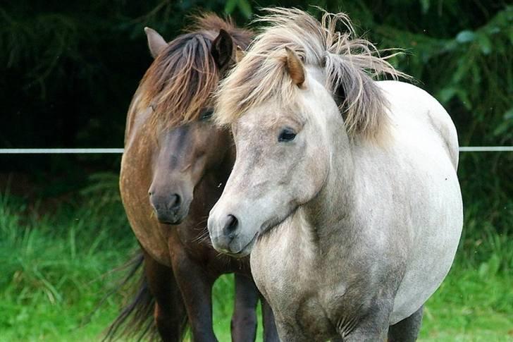 Islænder Lysingur*SOLGT* billede 8
