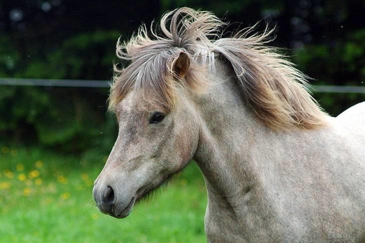 Islænder Lysingur*SOLGT* billede 9