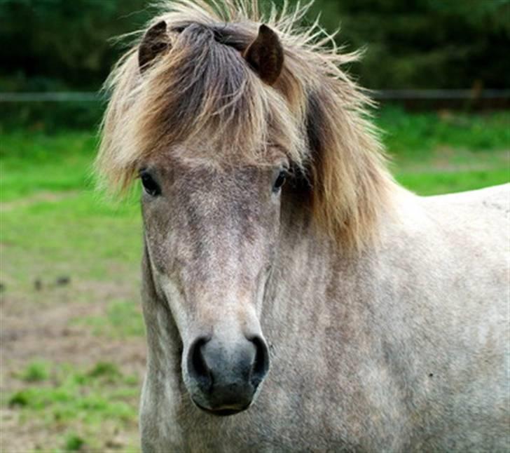 Islænder Lysingur*SOLGT* billede 10