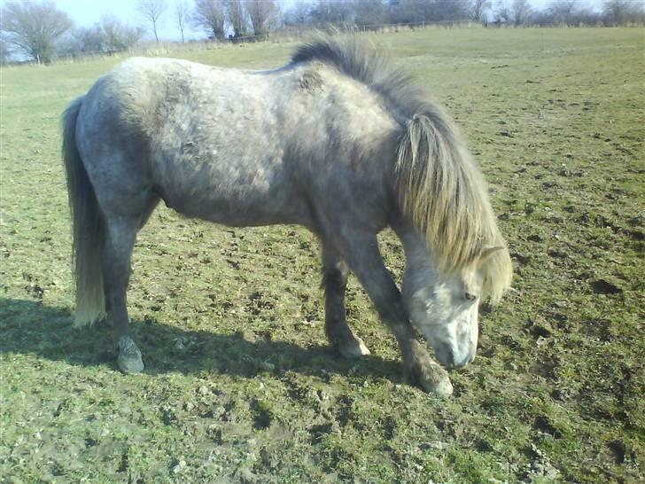 Islænder Lysingur*SOLGT* billede 11