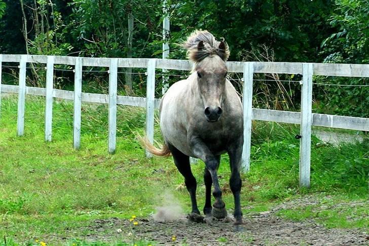 Islænder Lysingur*SOLGT* billede 12