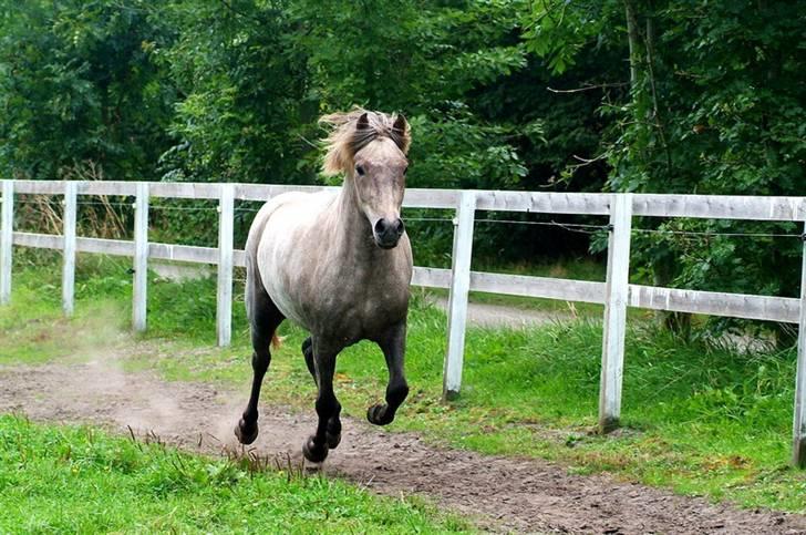 Islænder Lysingur*SOLGT* billede 13