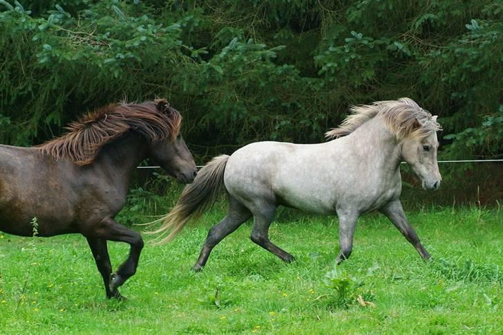 Islænder Lysingur*SOLGT* - Lysingur viser sig billede 14