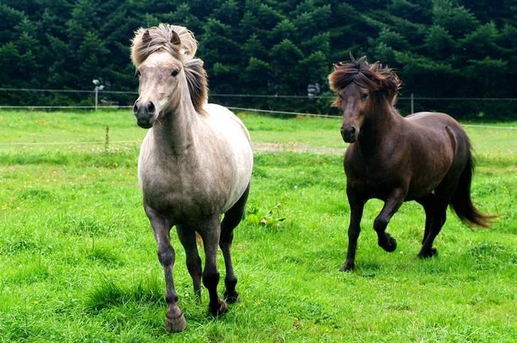 Islænder Lysingur*SOLGT* billede 15
