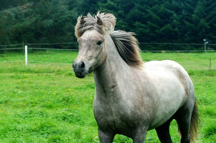 Islænder Lysingur*SOLGT* billede 16