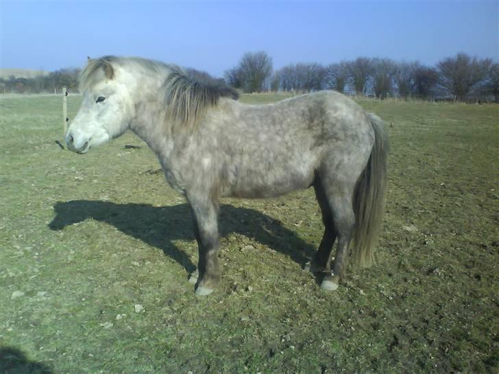 Islænder Lysingur*SOLGT* billede 17