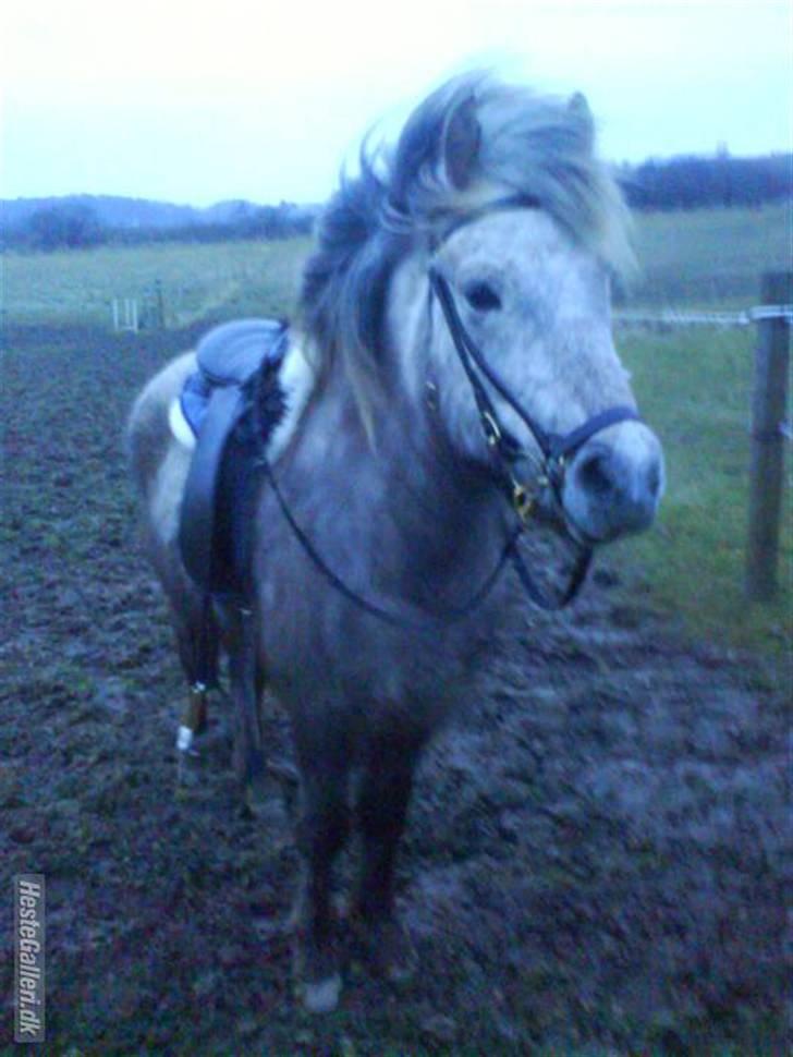 Islænder Lysingur*SOLGT* billede 18