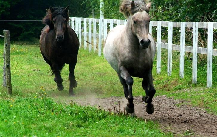 Islænder Lysingur*SOLGT* - Lysingur og vennen løber om kap:) billede 19