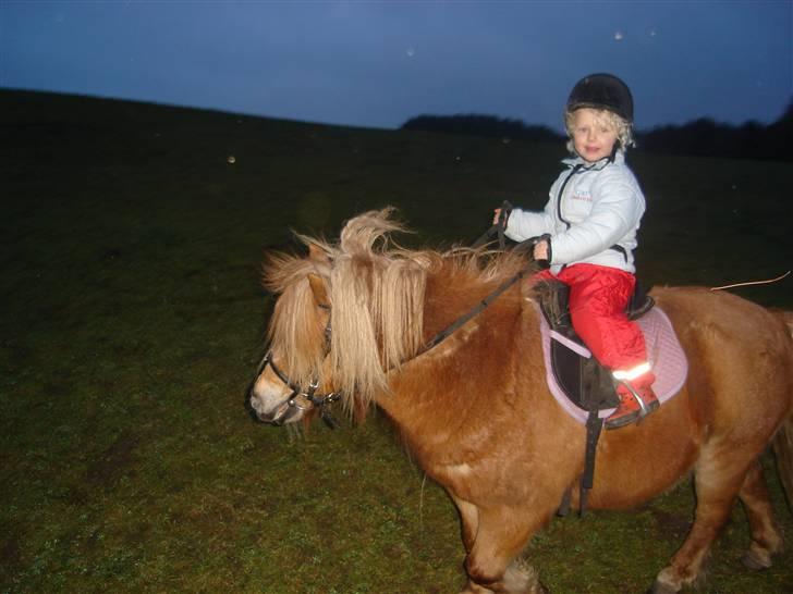 Shetlænder romy van shilling billede 6