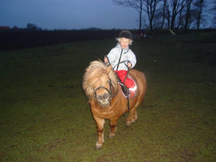 Shetlænder romy van shilling billede 7