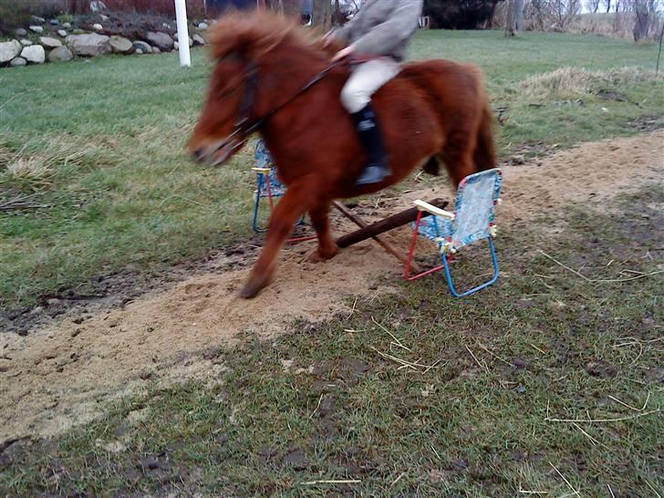 Shetlænder Lise billede 1