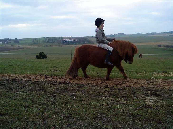 Shetlænder Lise billede 2