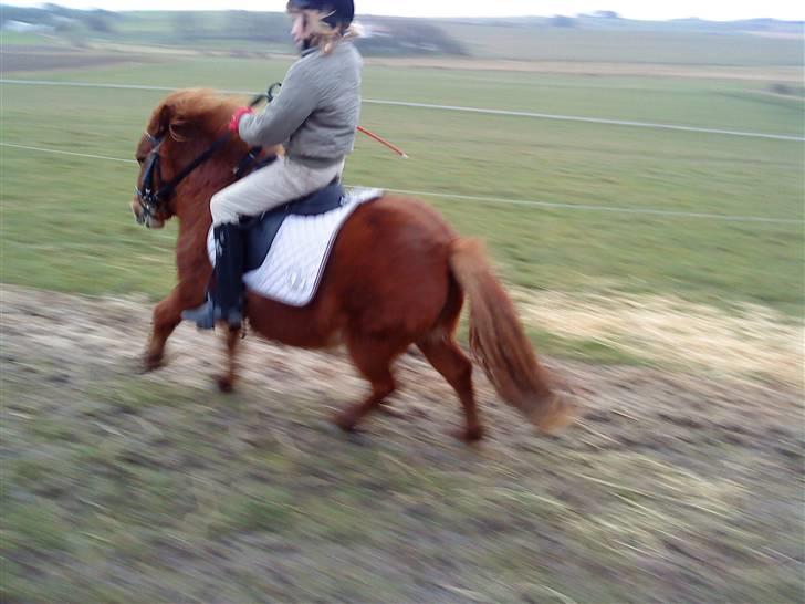 Shetlænder Lise billede 3