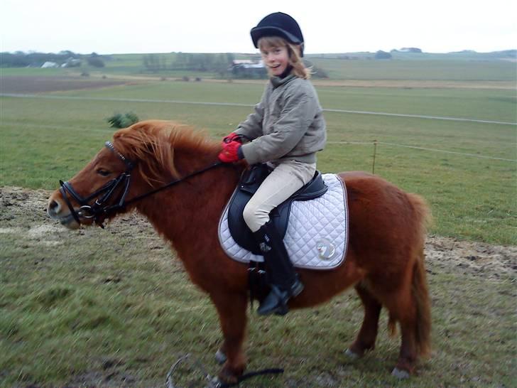 Shetlænder Lise billede 4