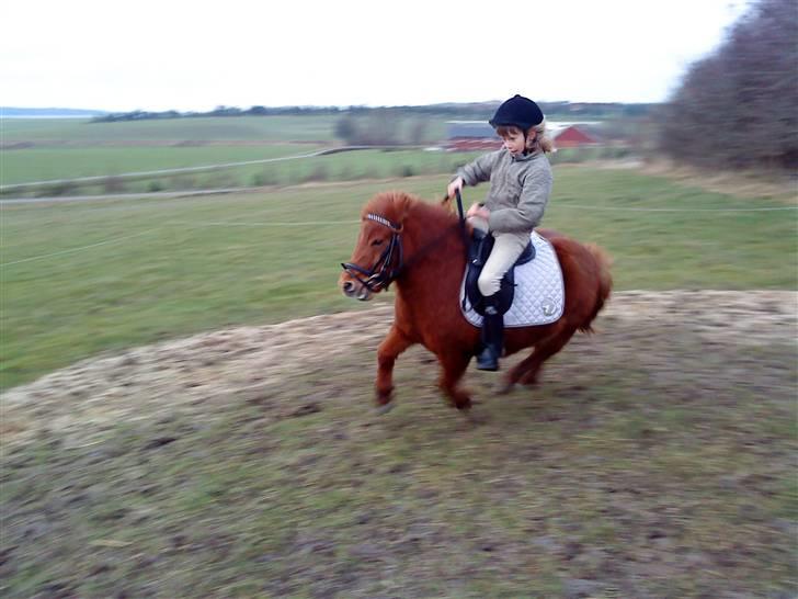 Shetlænder Lise billede 6