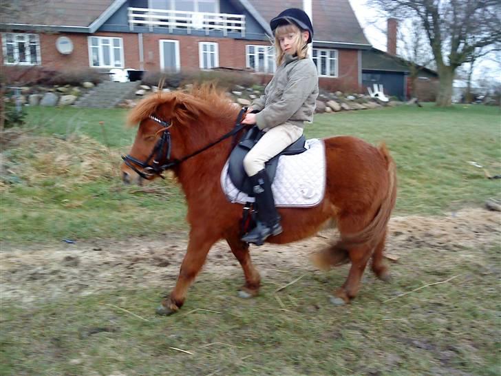 Shetlænder Lise billede 7