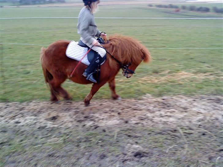 Shetlænder Lise billede 8