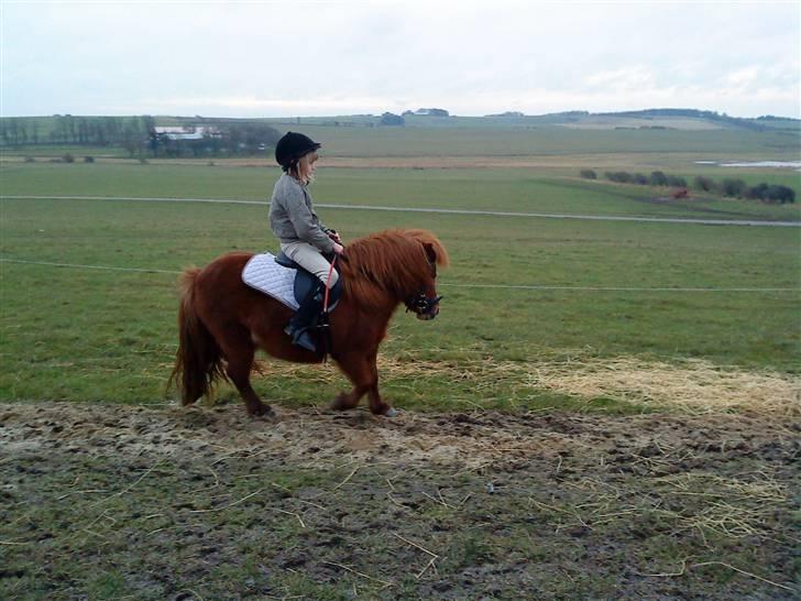 Shetlænder Lise billede 9