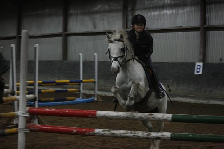 Anden særlig race Rævehalegårds Snowstar billede 1