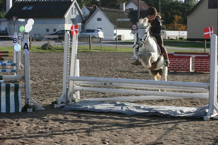 Anden særlig race Rævehalegårds Snowstar billede 4