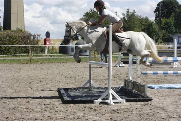 Anden særlig race Rævehalegårds Snowstar billede 6