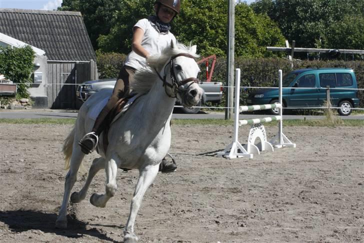 Anden særlig race Rævehalegårds Snowstar billede 7