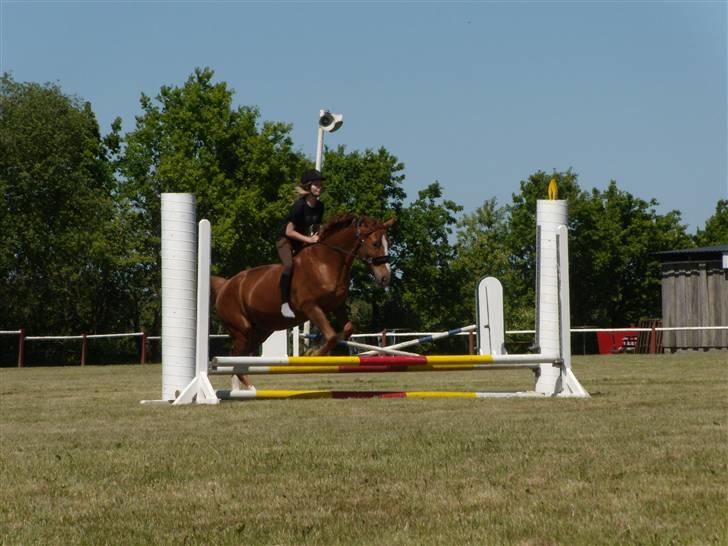 Anden særlig race Pamina <3 " Savn :'( " - 15)Et lille hop i grime og tøjler:P Foto: Magda billede 15