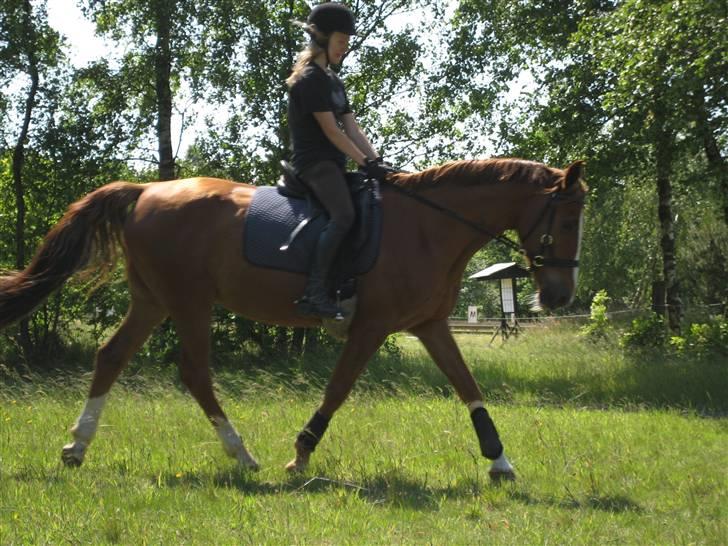 Anden særlig race Pamina <3 " Savn :'( " - 16) 2. gang vi træner med sidepull:P Foto: Magda billede 16