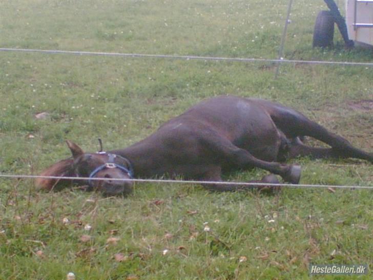 Shetlænder MIN ELVIS<33' R.I.P!:'( - du var dødsyg jeg troede ikke det skulle være vores sidste dag sammen <3 billede 19