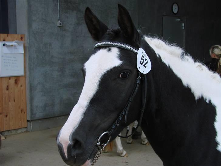 Pinto Dixie billede 16