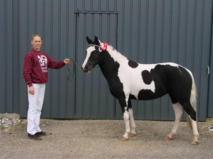 Pinto Dixie billede 17