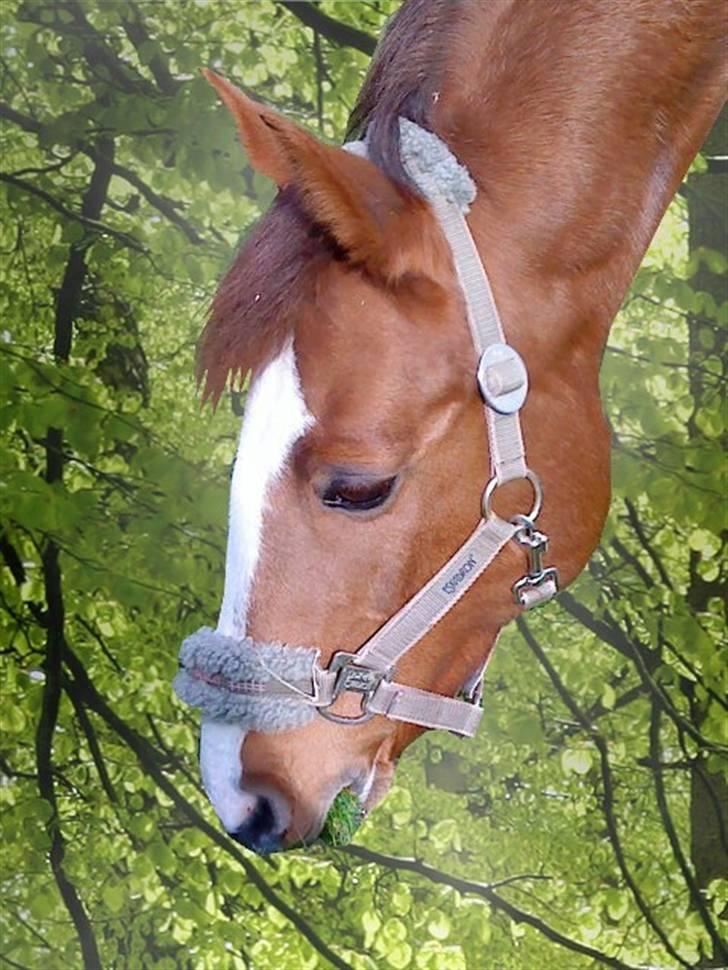 Welsh Pony (sec B) Puma  - pumskid i drømmeland(: billede 2