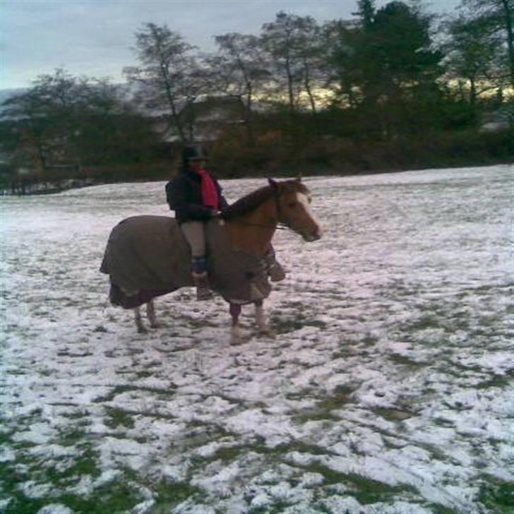 Welsh Pony (sec B) Puma  - pumskid på græsset, i sneen(: billede 3