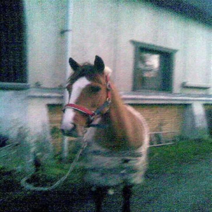 Welsh Pony (sec B) Puma  - smukke pusmkid(: billede 4