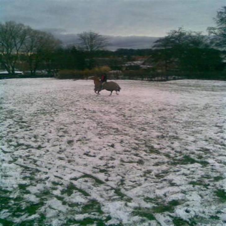 Welsh Pony (sec B) Puma  - mig og puma på græsset, i fuld galop(: billede 5