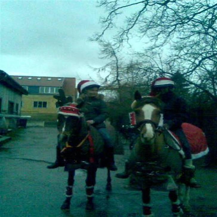 Welsh Pony (sec B) Puma  - mig på puma, og hannah på firfod ansigt(: billede 6