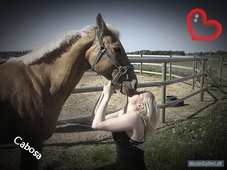Cruzado Cabosa <3 (SOLGT/:) R.I.P - Velkommen til Cabosa´s Profil :) (mig of Cabosa d. 25/5-09 billede 1